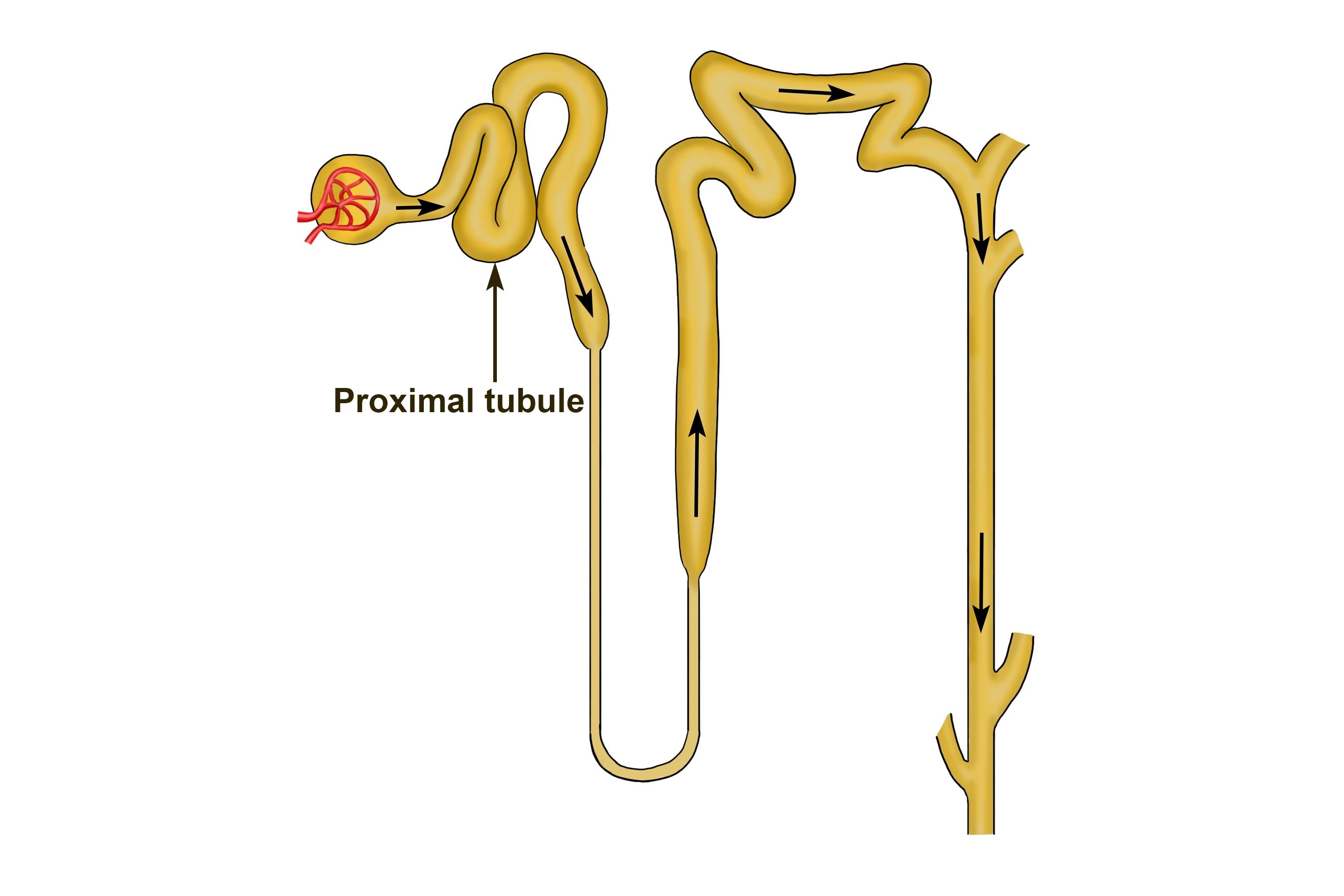 The proximal tubule is the first bend in the filtration system and where the separation of substances begin